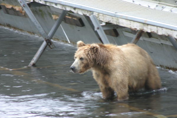 Bear Viewing Kodiak Island Alaska